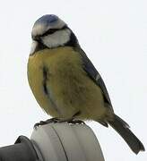 Eurasian Blue Tit