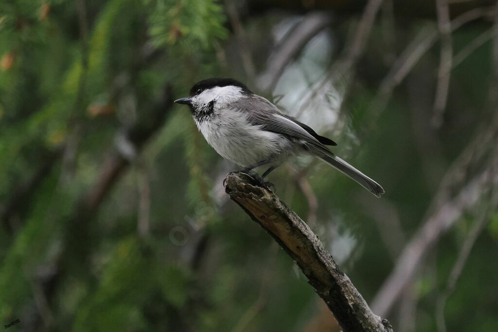 Mésange boréale mâle adulte nuptial, chant