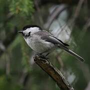 Willow Tit