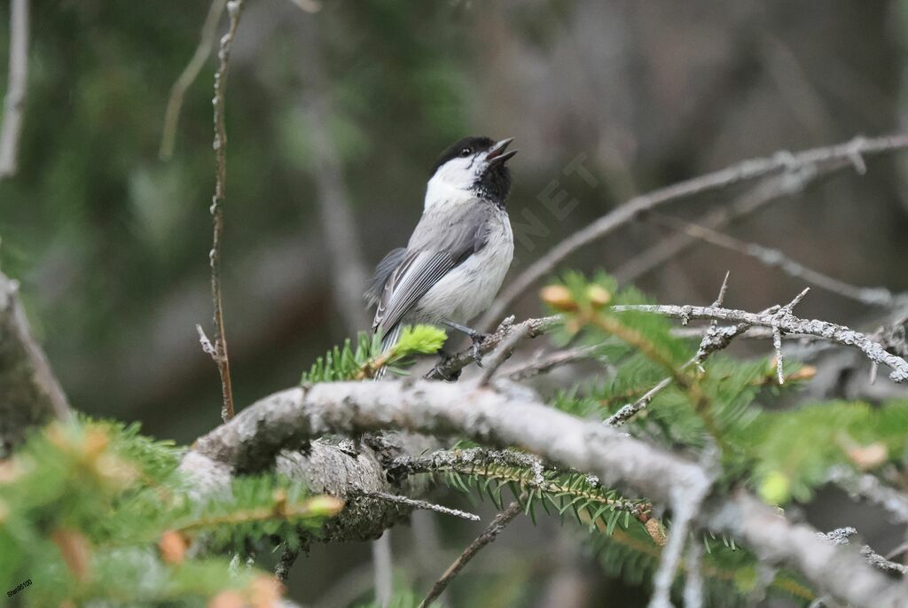 Mésange boréale mâle adulte, chant