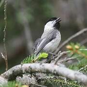 Willow Tit