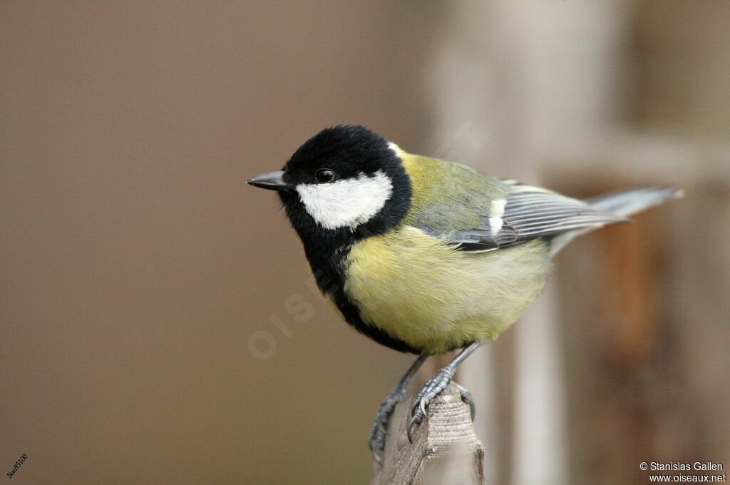 Mésange charbonnière mâle adulte transition, portrait