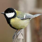 Great Tit