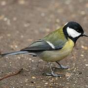 Great Tit