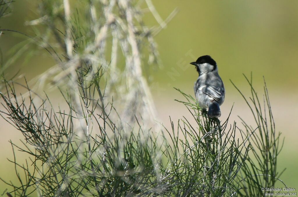 Great Tit (bokharensis) male adult breeding, courting display, song