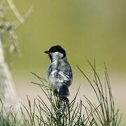 Great Tit (bokharensis)