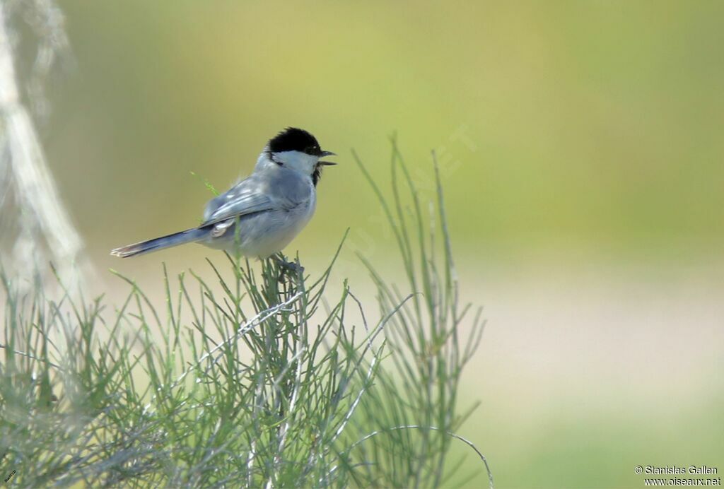 Great Tit (bokharensis) male adult, courting display, song