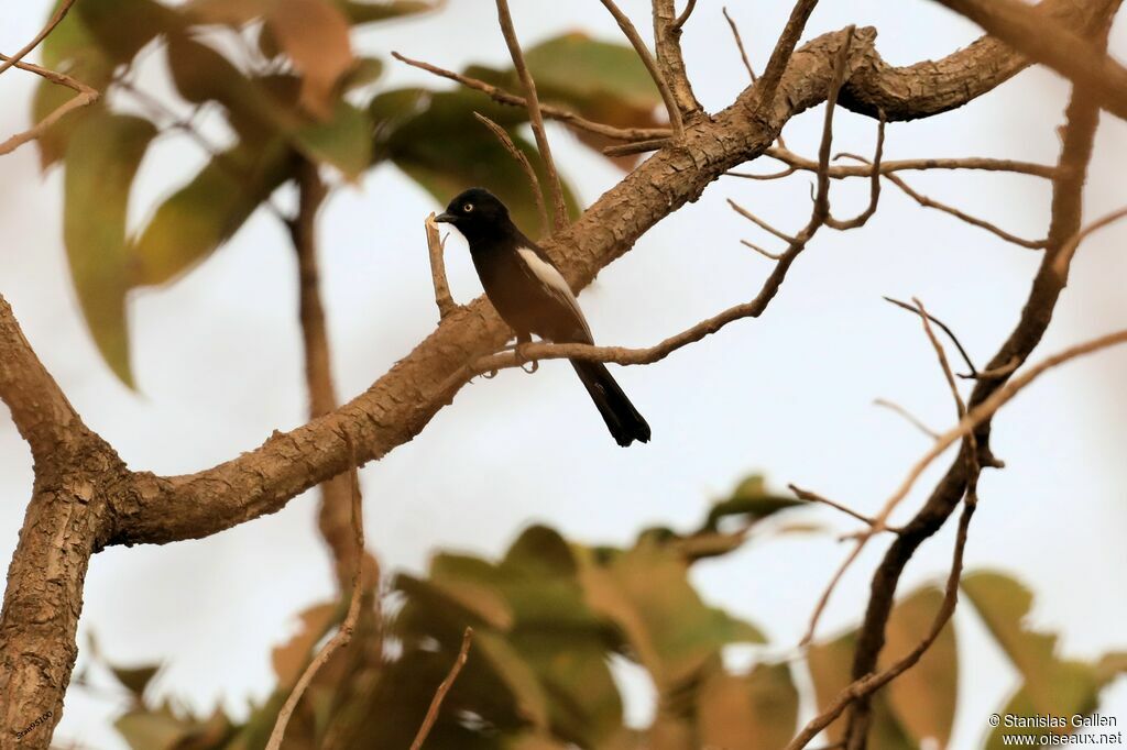 White-shouldered Black Tit male adult