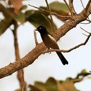 White-shouldered Black Tit