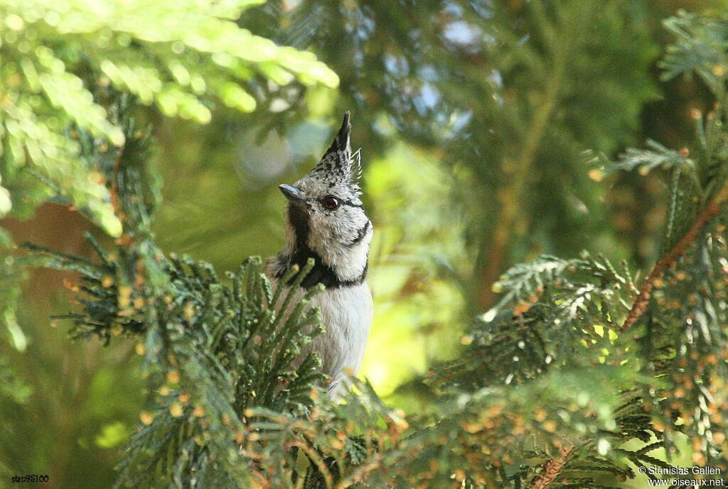 Crested Tit male adult breeding