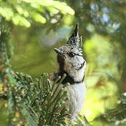 Crested Tit