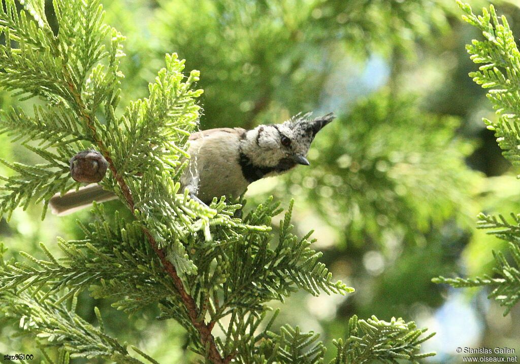 Crested Tit male adult, close-up portrait