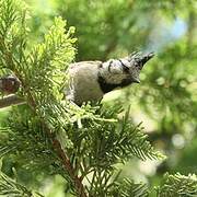 Crested Tit