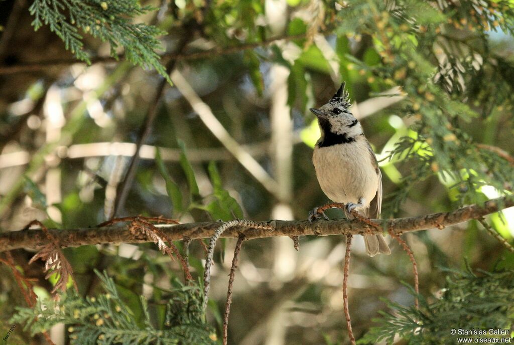 Mésange huppée mâle adulte nuptial, portrait