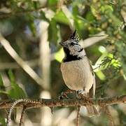 Crested Tit