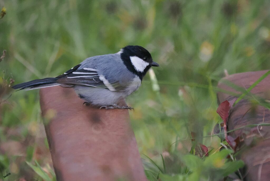 Mésange indienneadulte, pêche/chasse