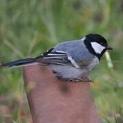 Cinereous Tit