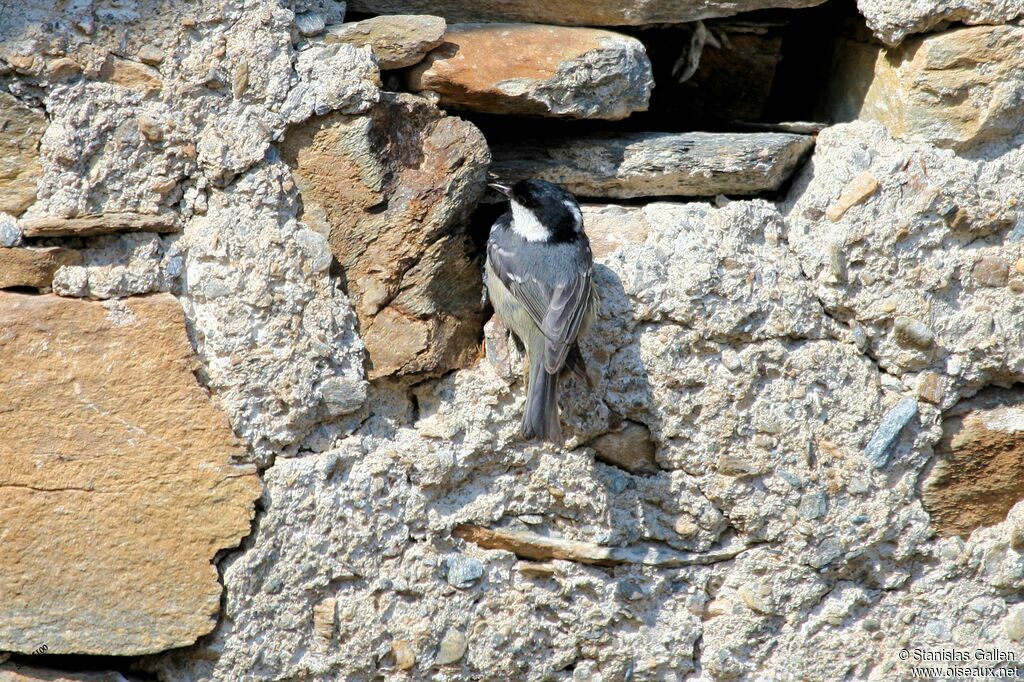 Mésange noireadulte, Nidification