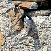 Coal Tit