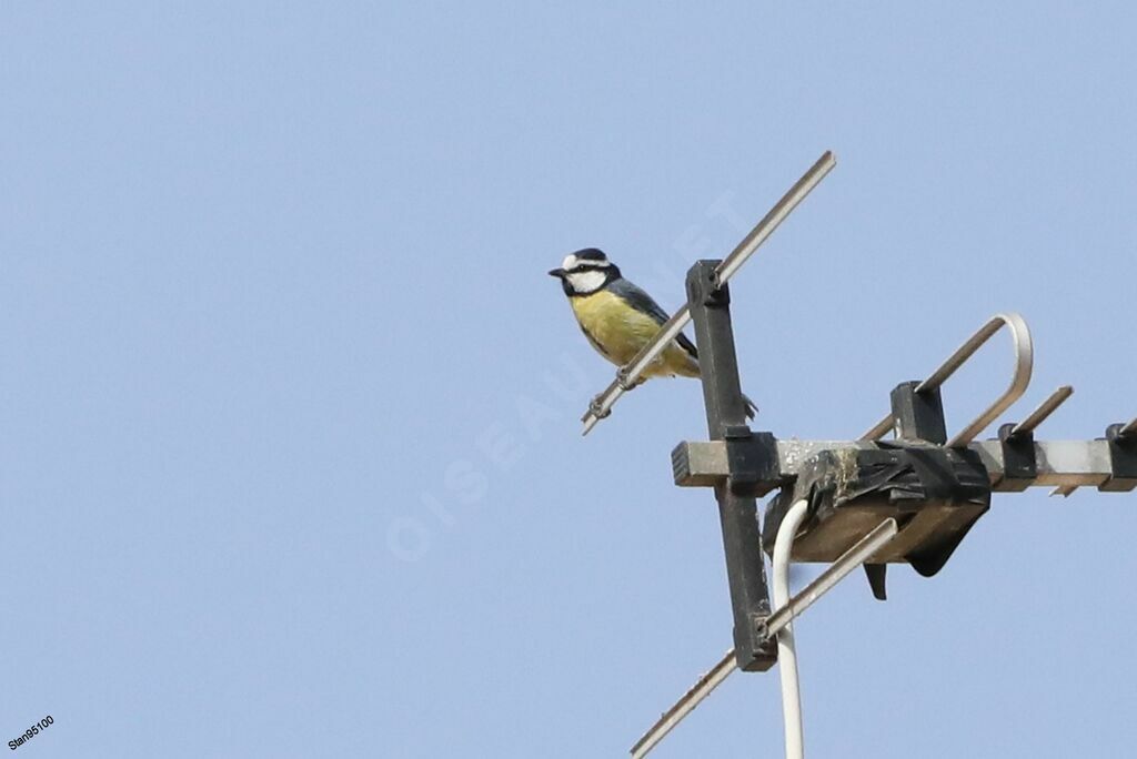 Mésange nord-africaine mâle adulte nuptial