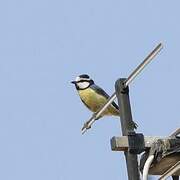 African Blue Tit