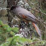 Mésangeai imitateur