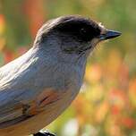 Mésangeai imitateur