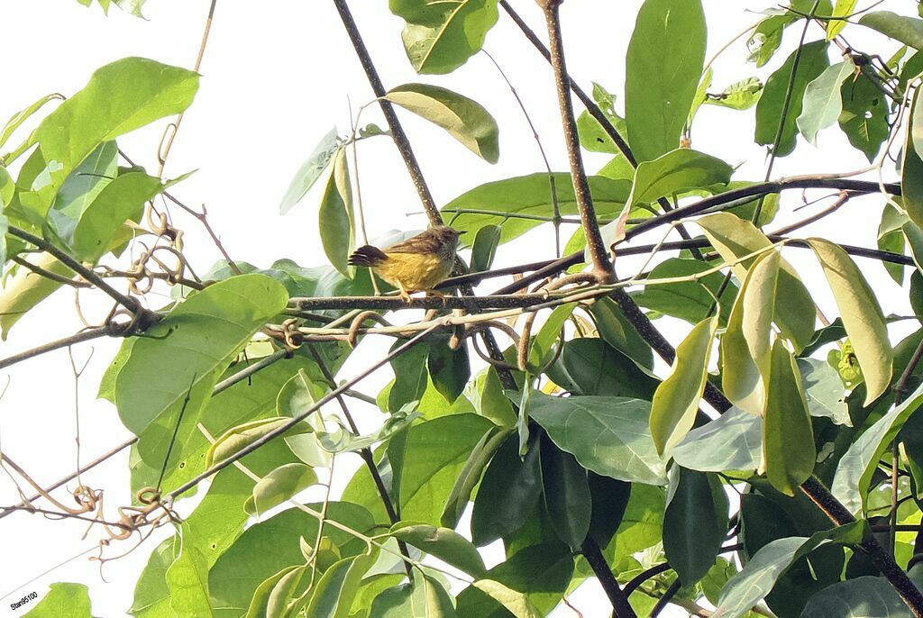 Tit Hyliaadult