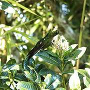 Tyrian Metaltail