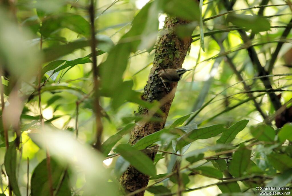 Collared Gnatwrenadult