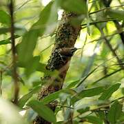 Collared Gnatwren