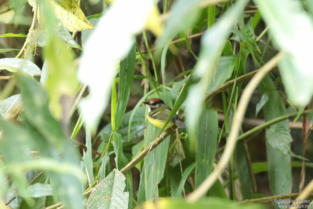 Rufous-crowned Tody-Flycatcher male adult breeding