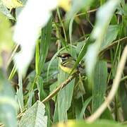 Rufous-crowned Tody-Flycatcher