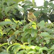 Scale-crested Pygmy Tyrant