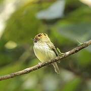 Scale-crested Pygmy Tyrant