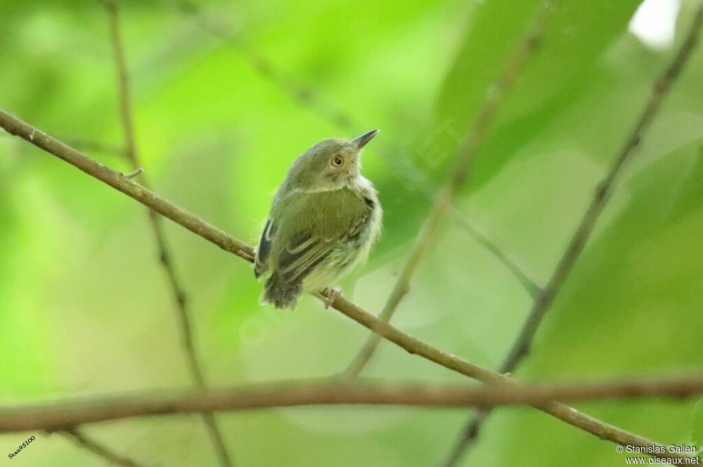 Pale-eyed Pygmy Tyrant