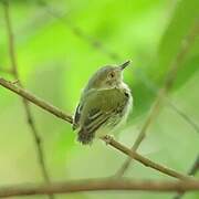 Pale-eyed Pygmy Tyrant