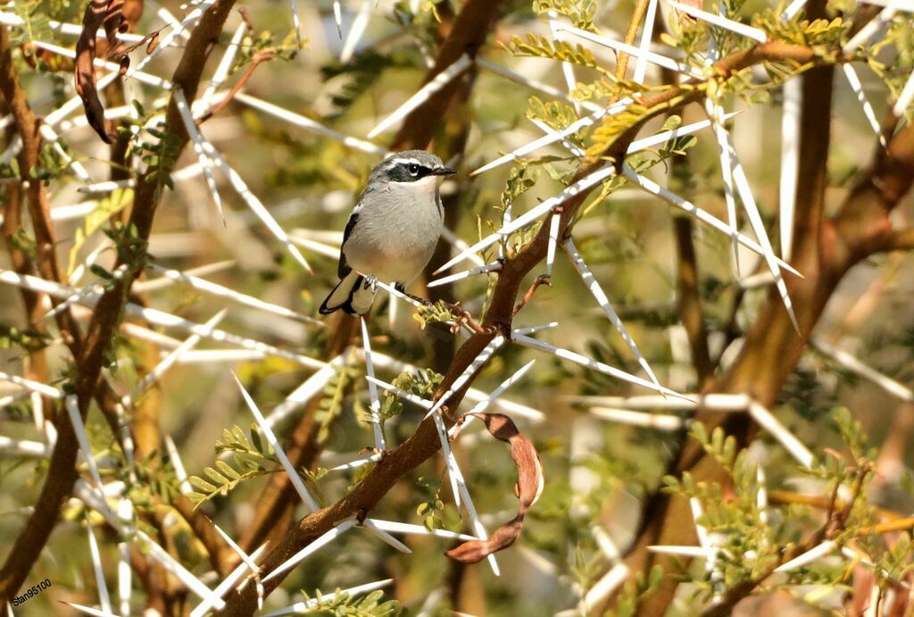 Fairy Flycatcher male adult breeding