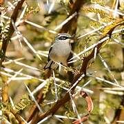 Fairy Flycatcher