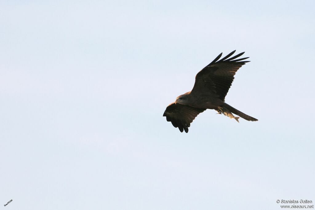 Milan à bec jauneadulte, Vol, pêche/chasse