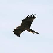 Yellow-billed Kite