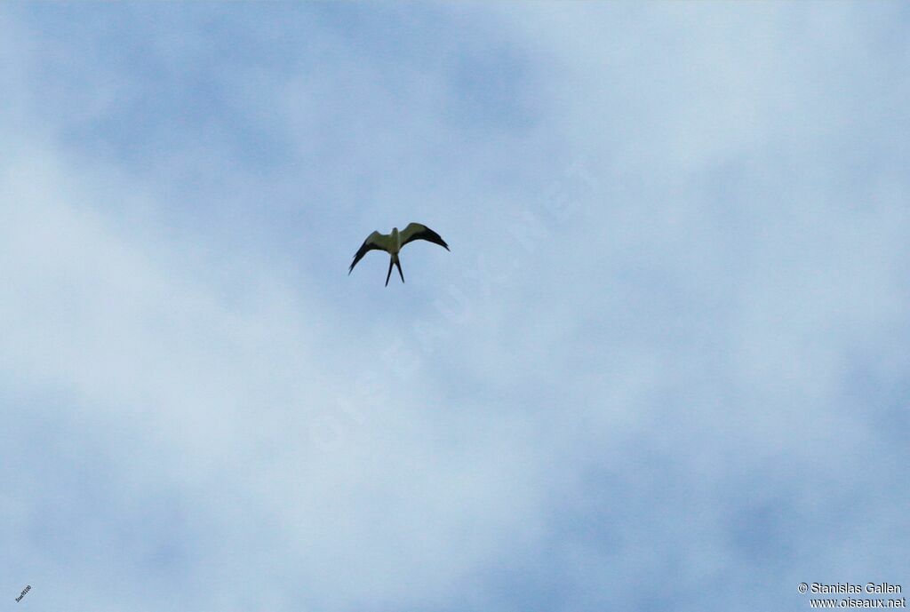 Swallow-tailed Kiteadult, Flight