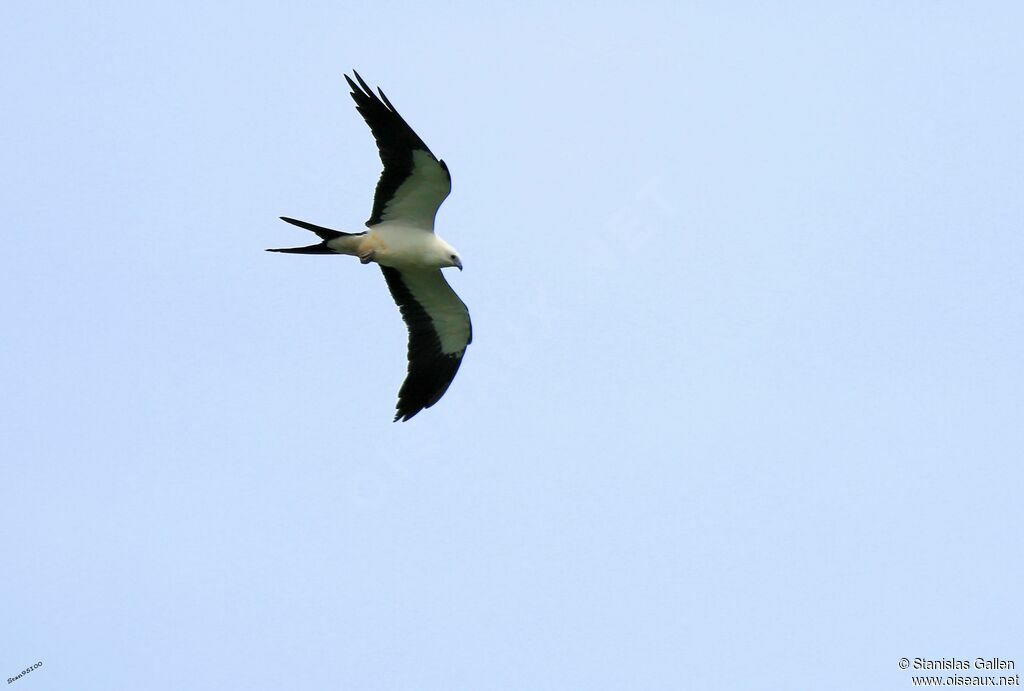 Swallow-tailed Kiteadult, Flight