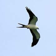 Swallow-tailed Kite