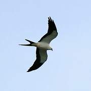 Swallow-tailed Kite