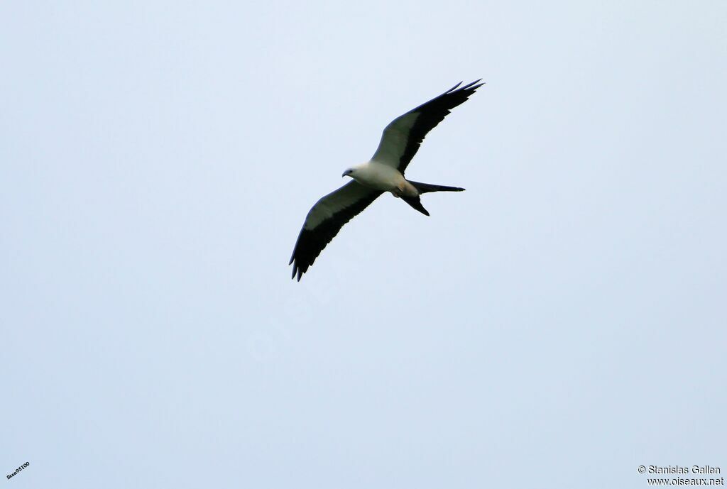 Swallow-tailed Kiteadult, Flight