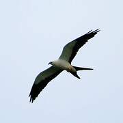 Swallow-tailed Kite