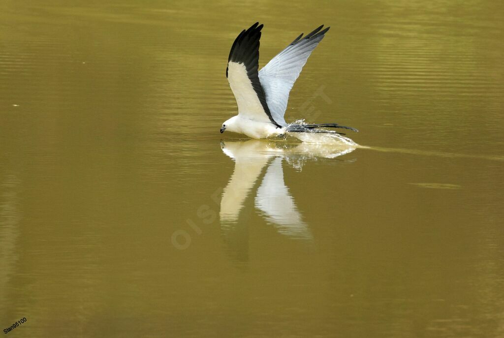 Swallow-tailed Kiteadult, Flight, drinks