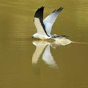 Swallow-tailed Kite