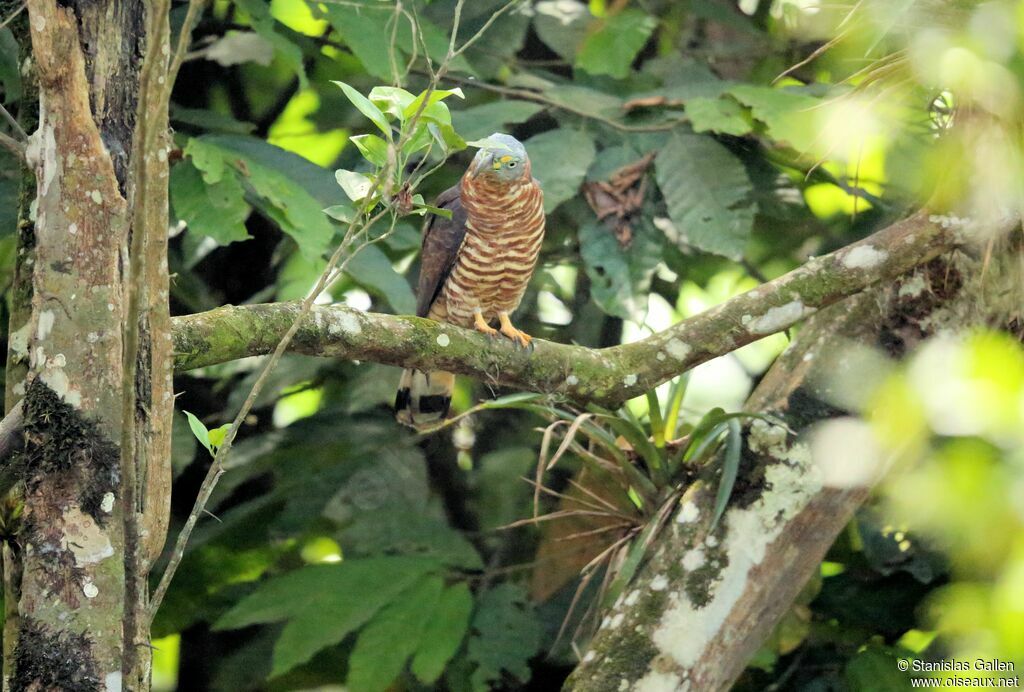 Hook-billed Kite female adult